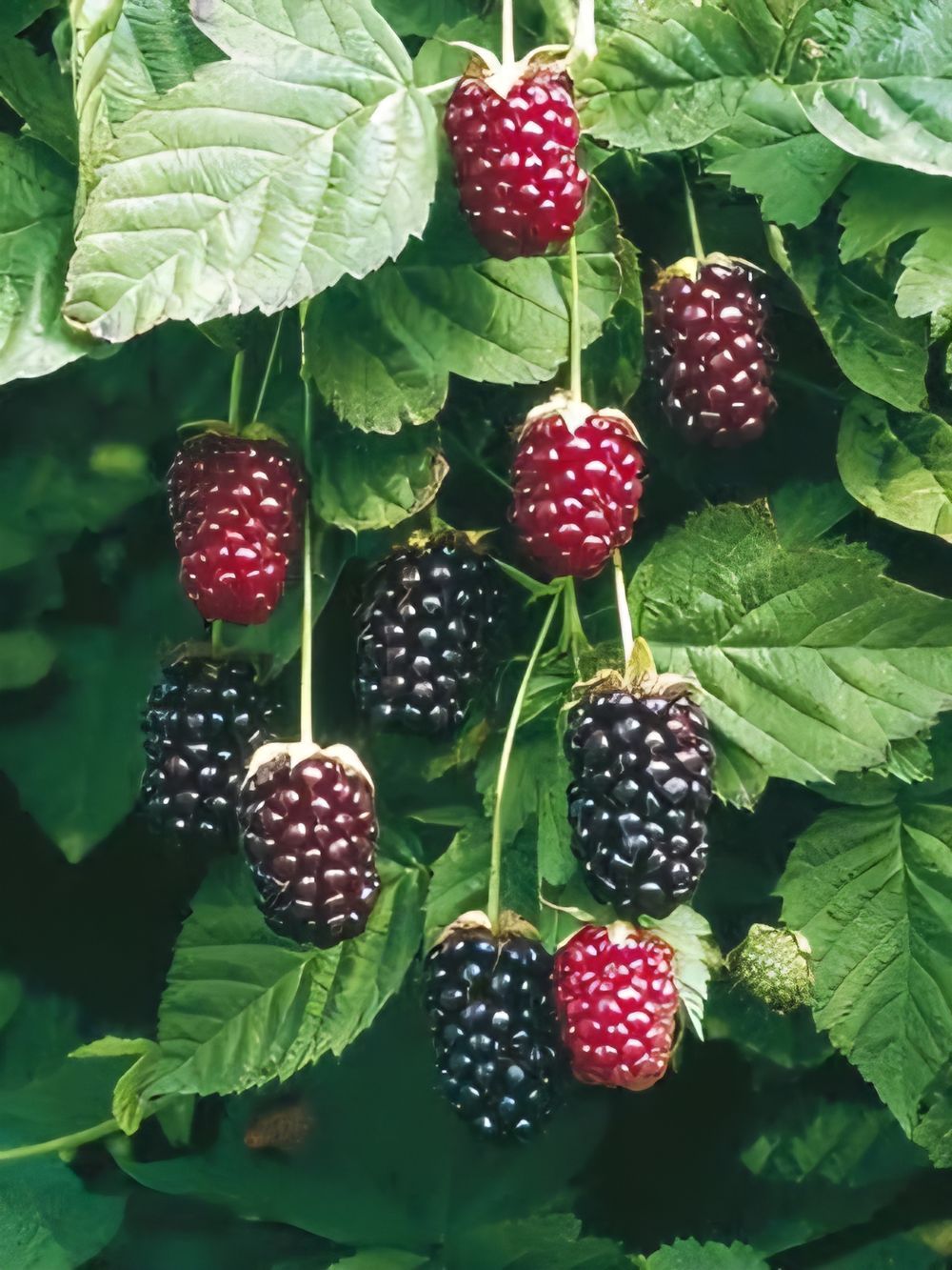 Boysenberry (14cm)