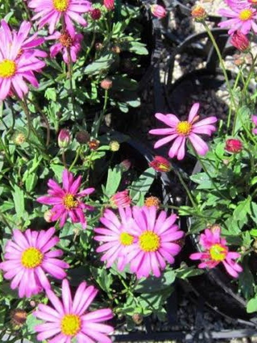 BRACHYSCOME MAGENTA BLISS (14CM)