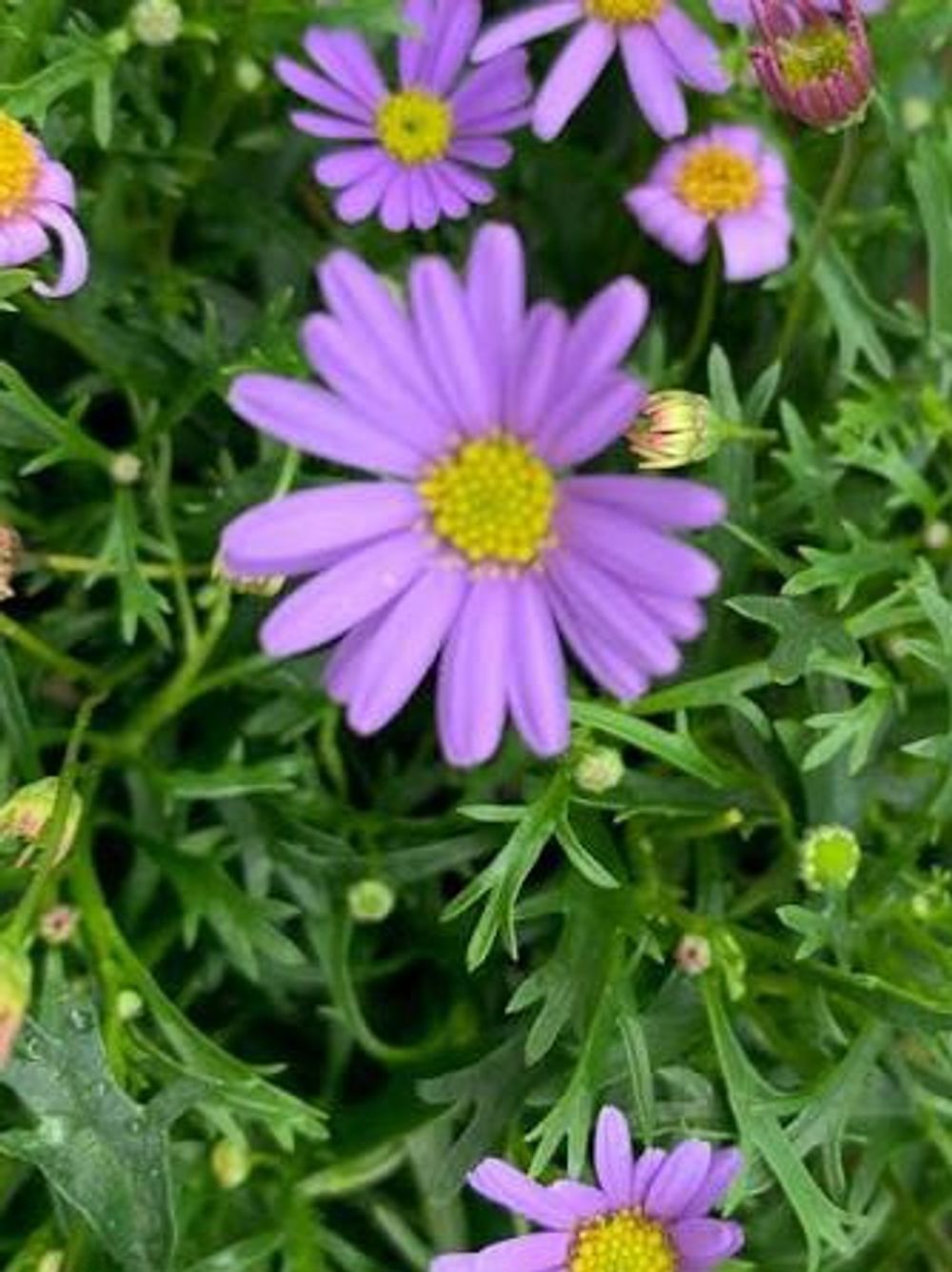 BRACHYSCOME MAUVE DELIGHT (14CM)