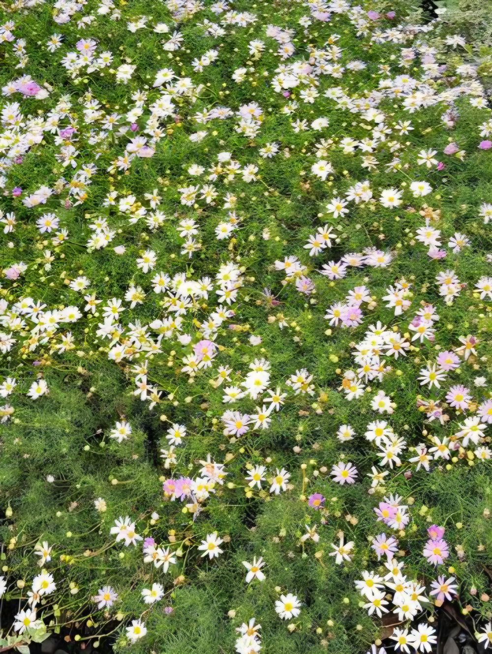  Brachyscome Mauve Mystery (14cm)