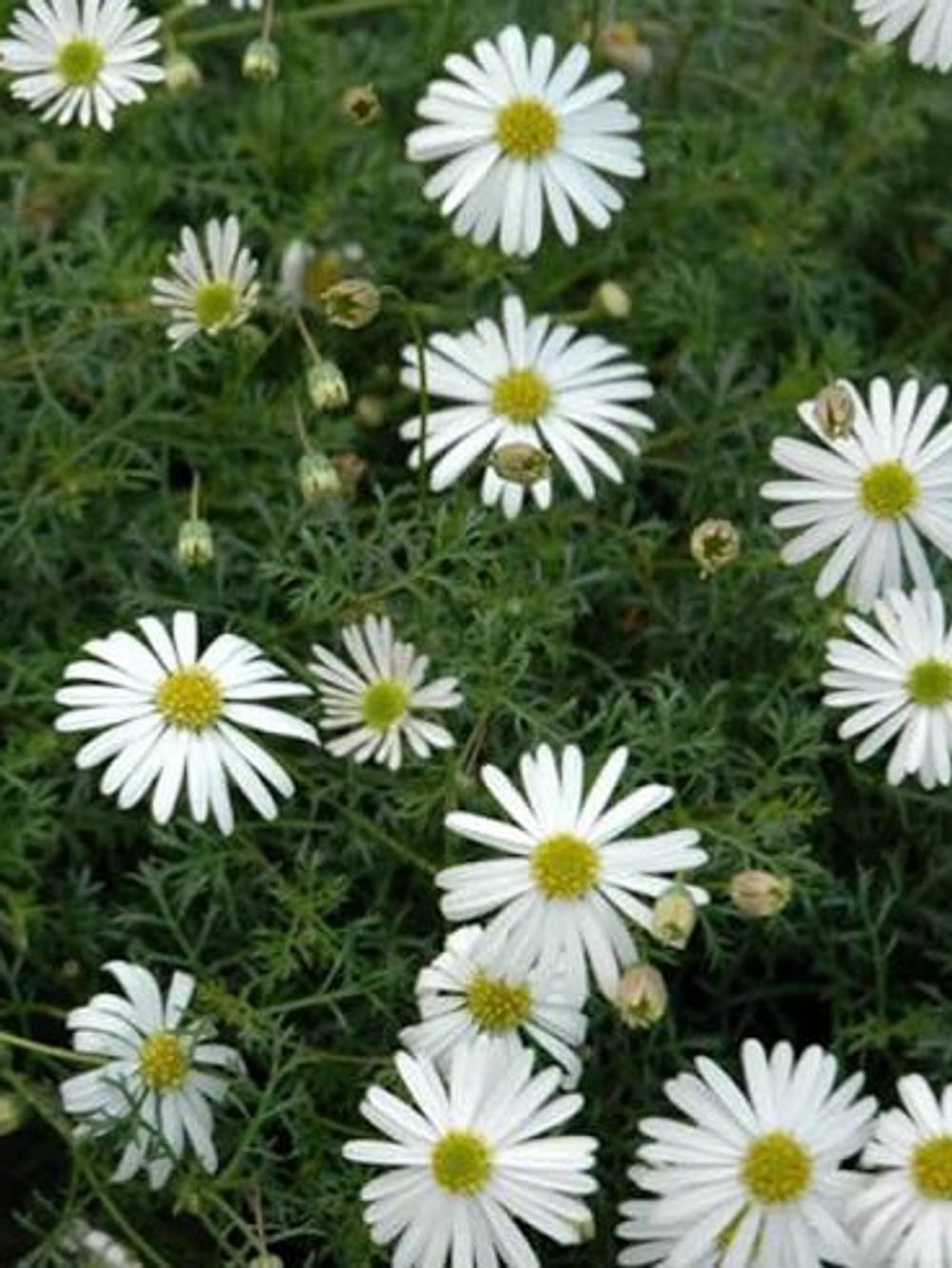 BRACHYSCOME MULTIFIDA ALBA (14CM)