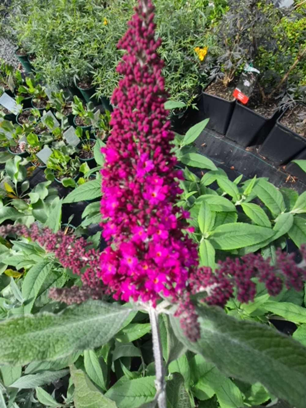 Buddleja Blaze Pink (20cm)