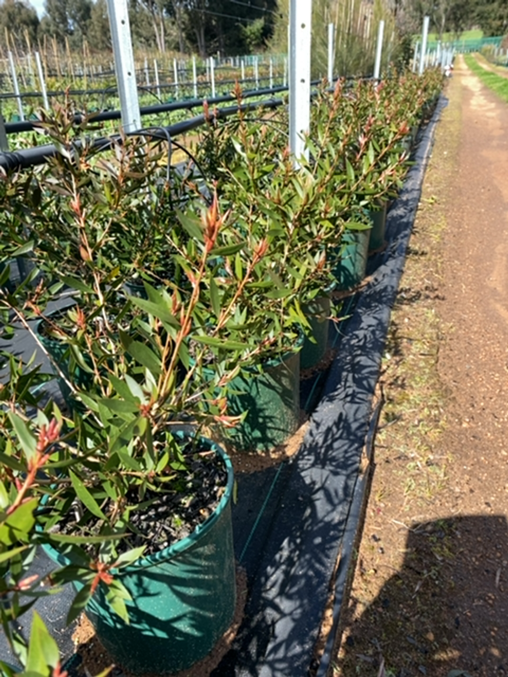 CALLISTEMON ALL AGLOW (20CM)