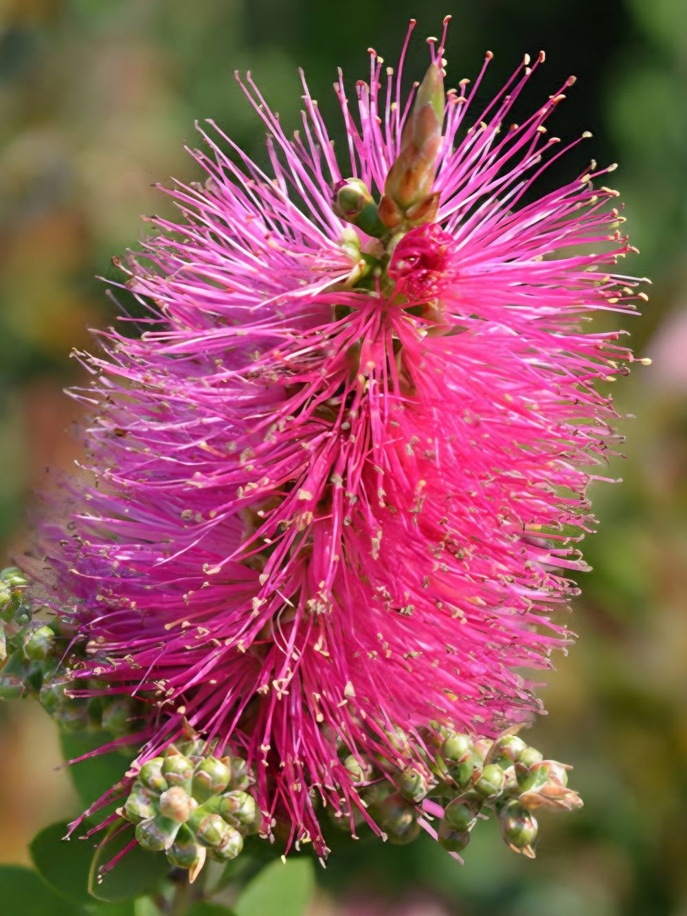 Callistemon All Aglow Bottlebrush (20cm)