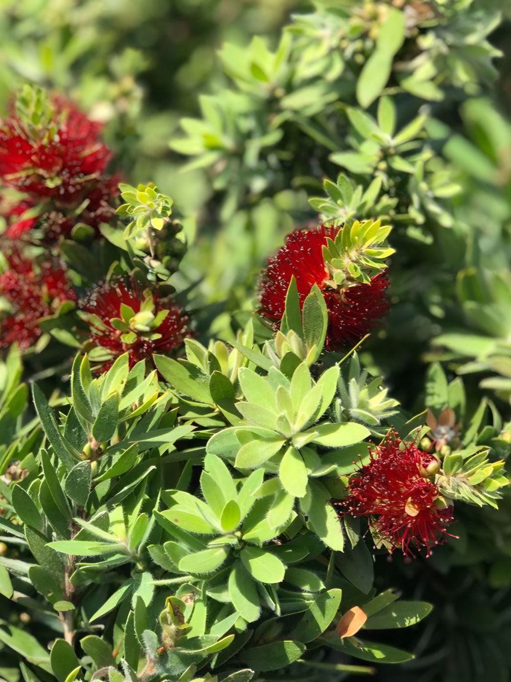 Callistemon viminalis Better John PBR (14cm)