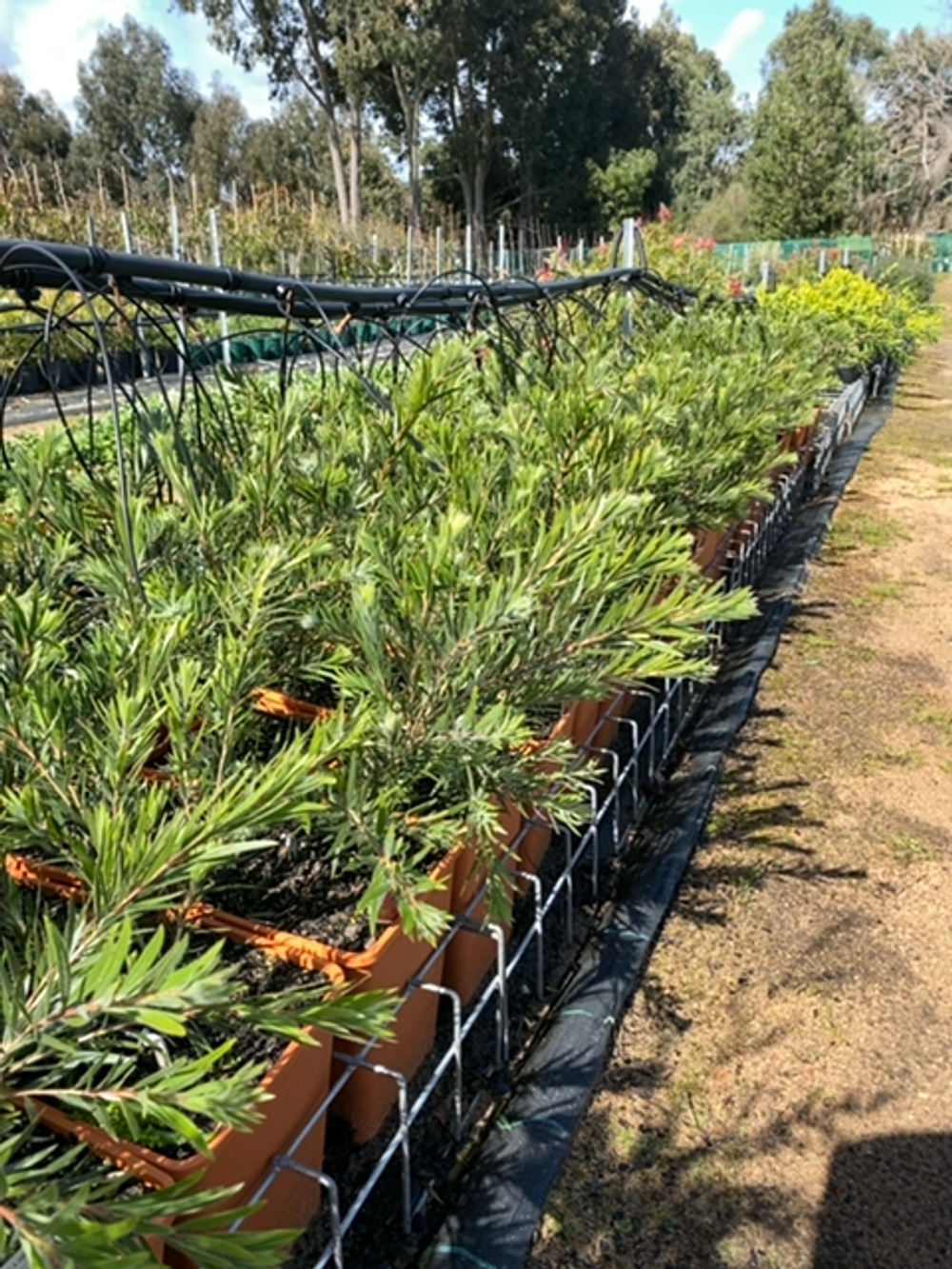 CALLISTEMON DAWSON RIVER WEEPER (6LT)