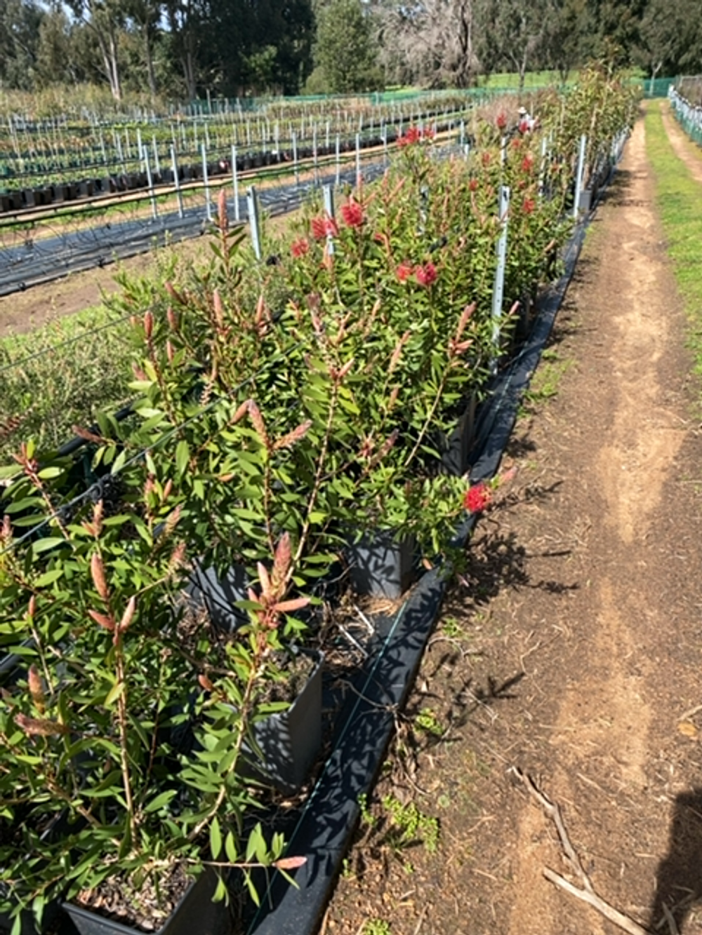 CALLISTEMON ENDEAVOUR (6LT)