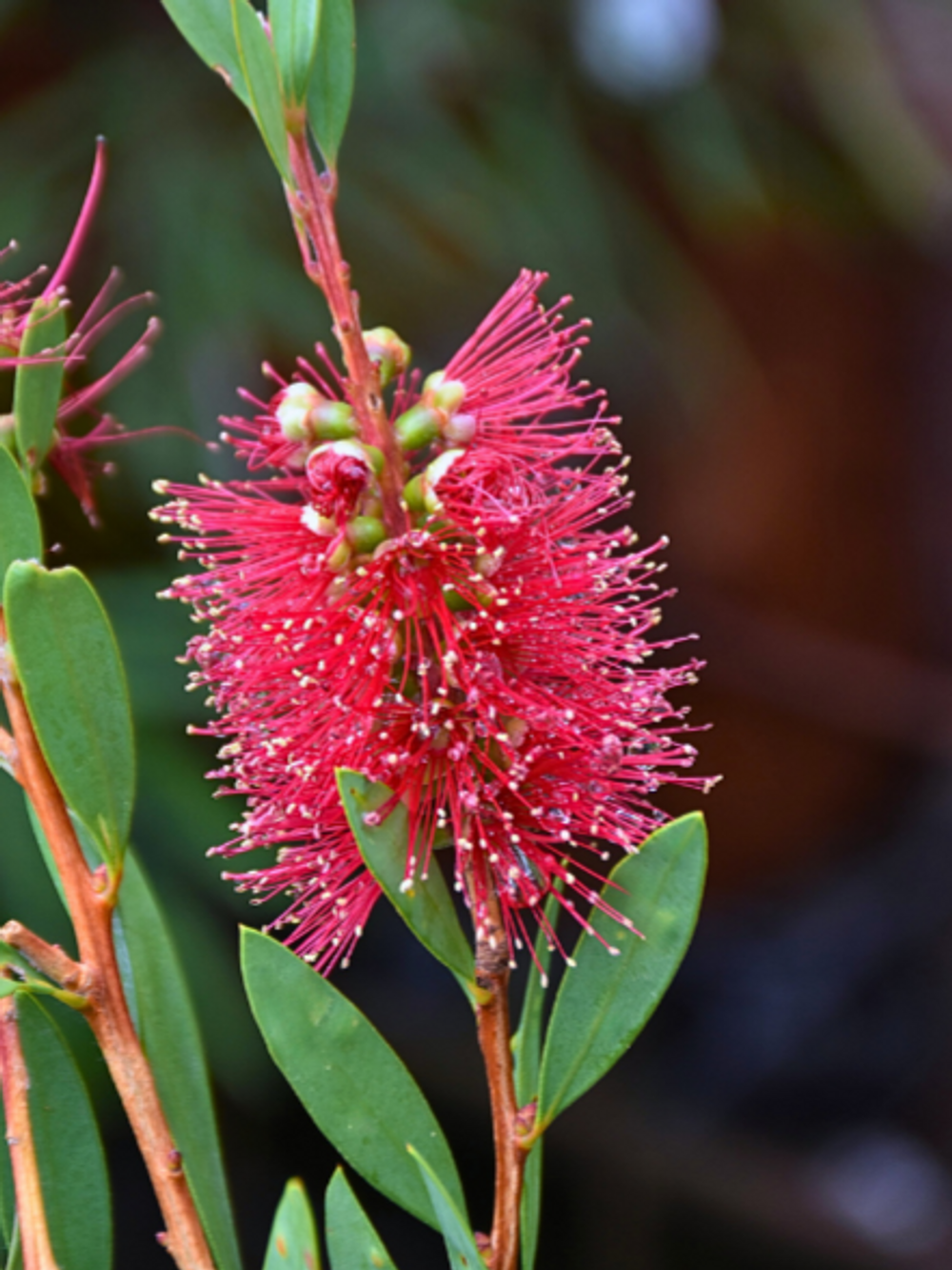 Callistemon citrinus Endeavour (6lt)