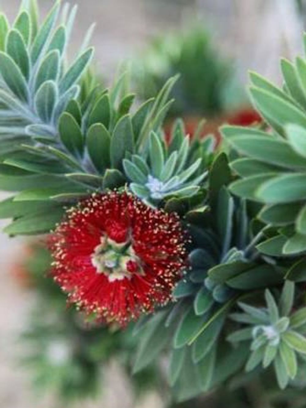 CALLISTEMON GREEN JOHN PBR (14CM)