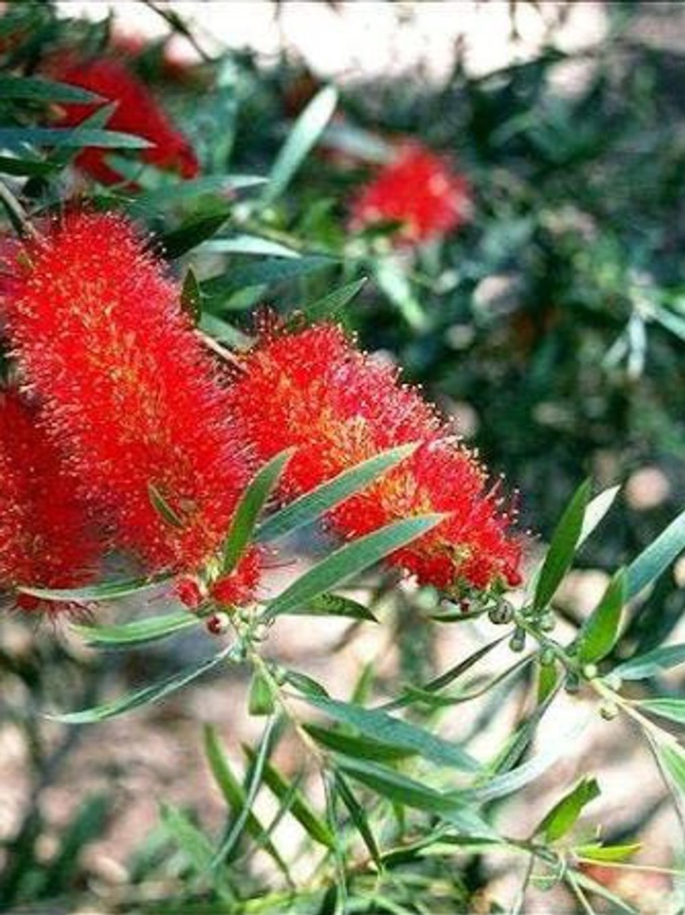 Callistemon citrinus Kings Park Special (35lt)