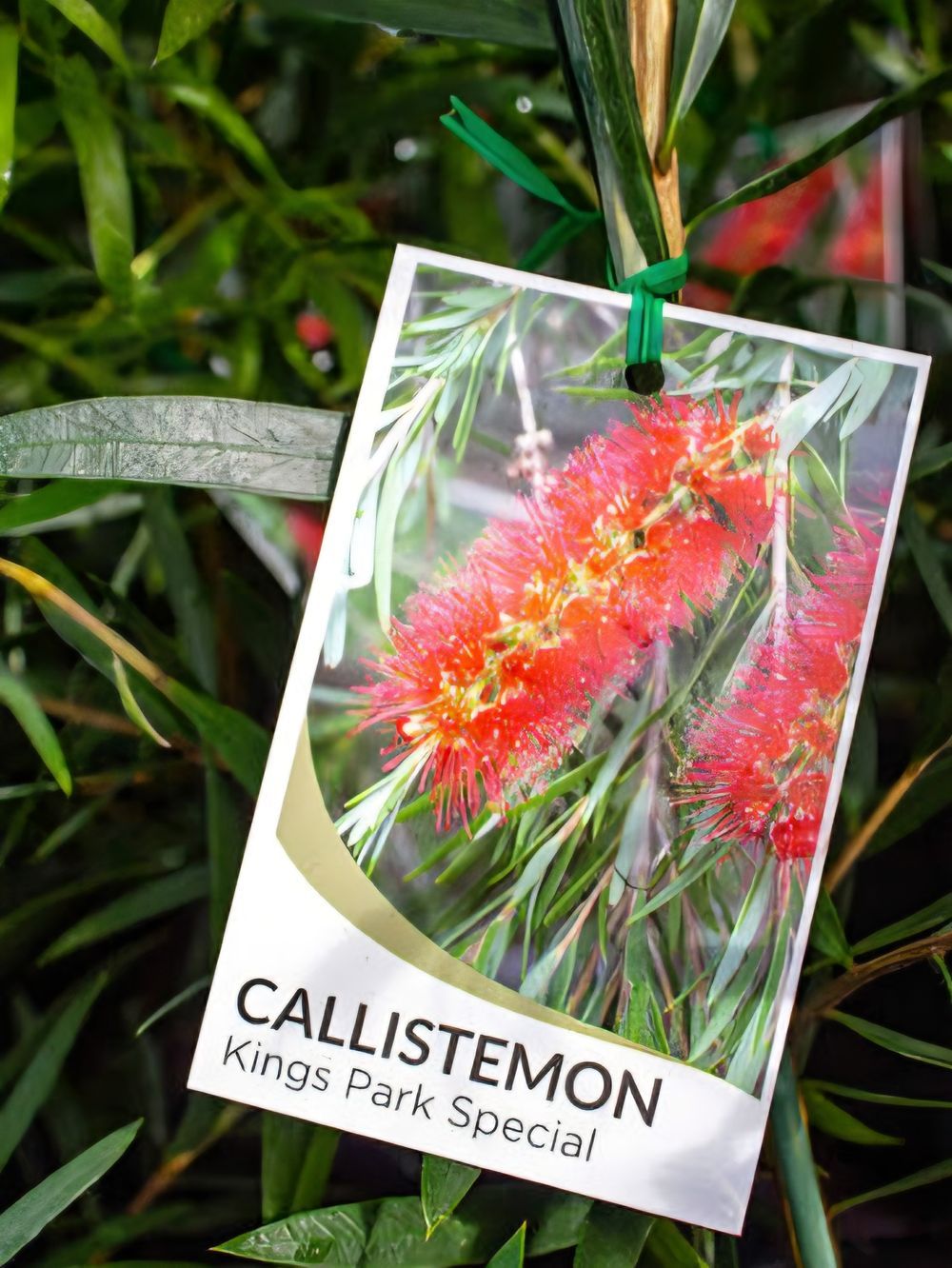 Callistemon citrinus Kings Park Special (35lt)