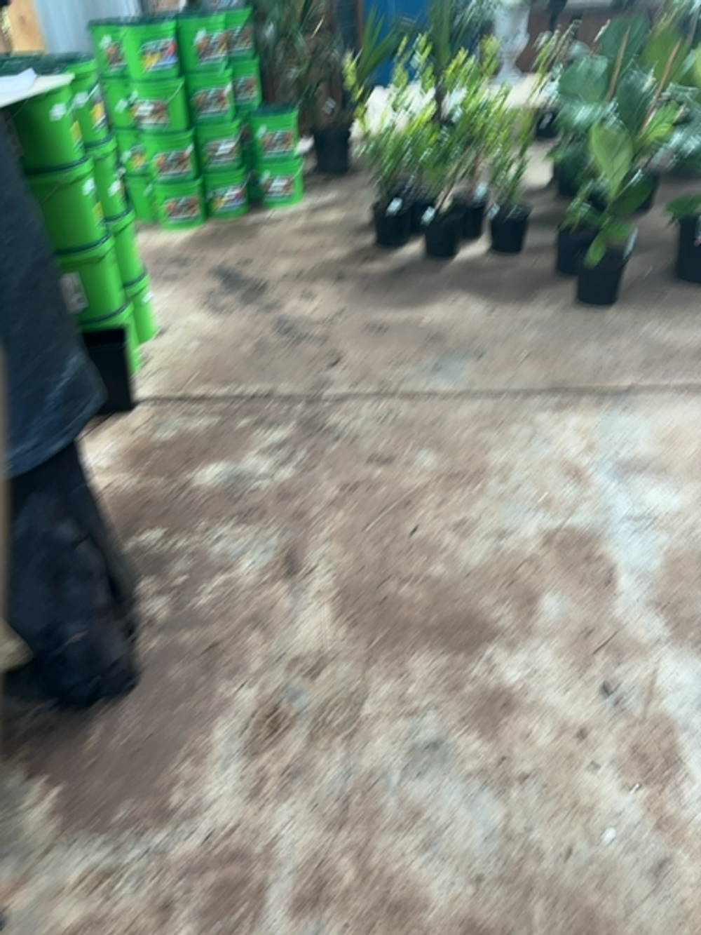 CALLISTEMON KINGS PARK SPECIAL (6LT)
