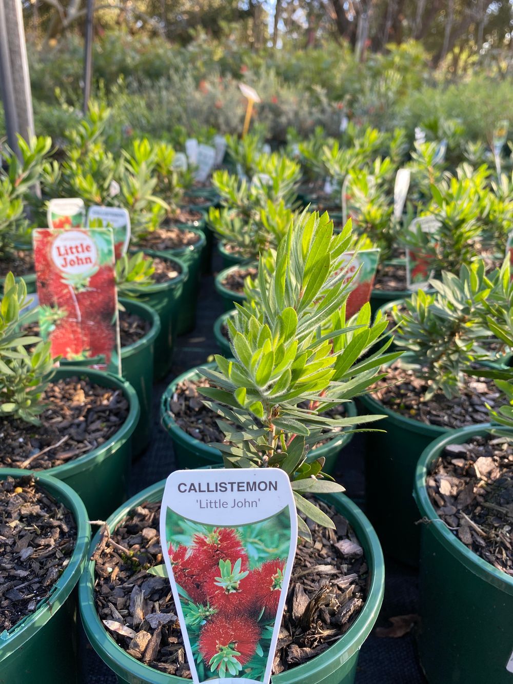 CALLISTEMON LITTLE JOHN (14CM)