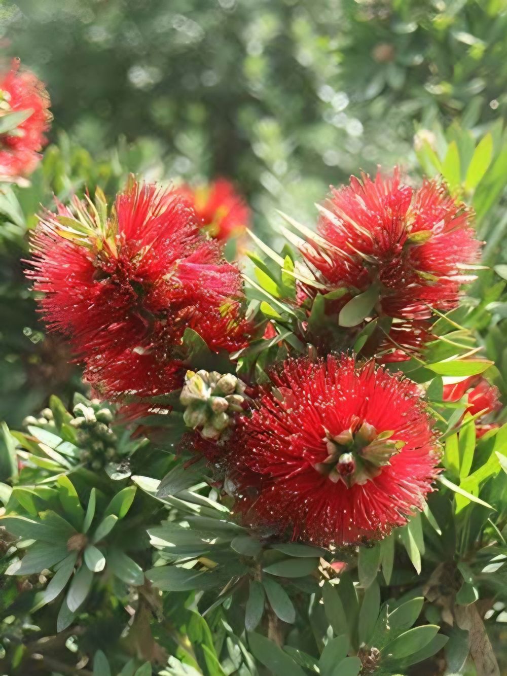Callistemon viminalis Little John (14cm)