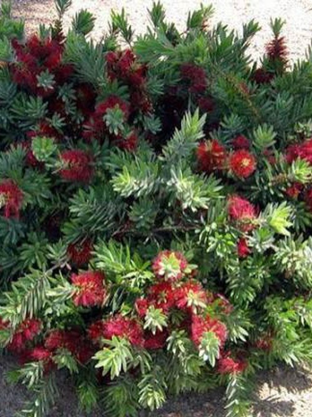 CALLISTEMON LITTLE JOHN (20CM)