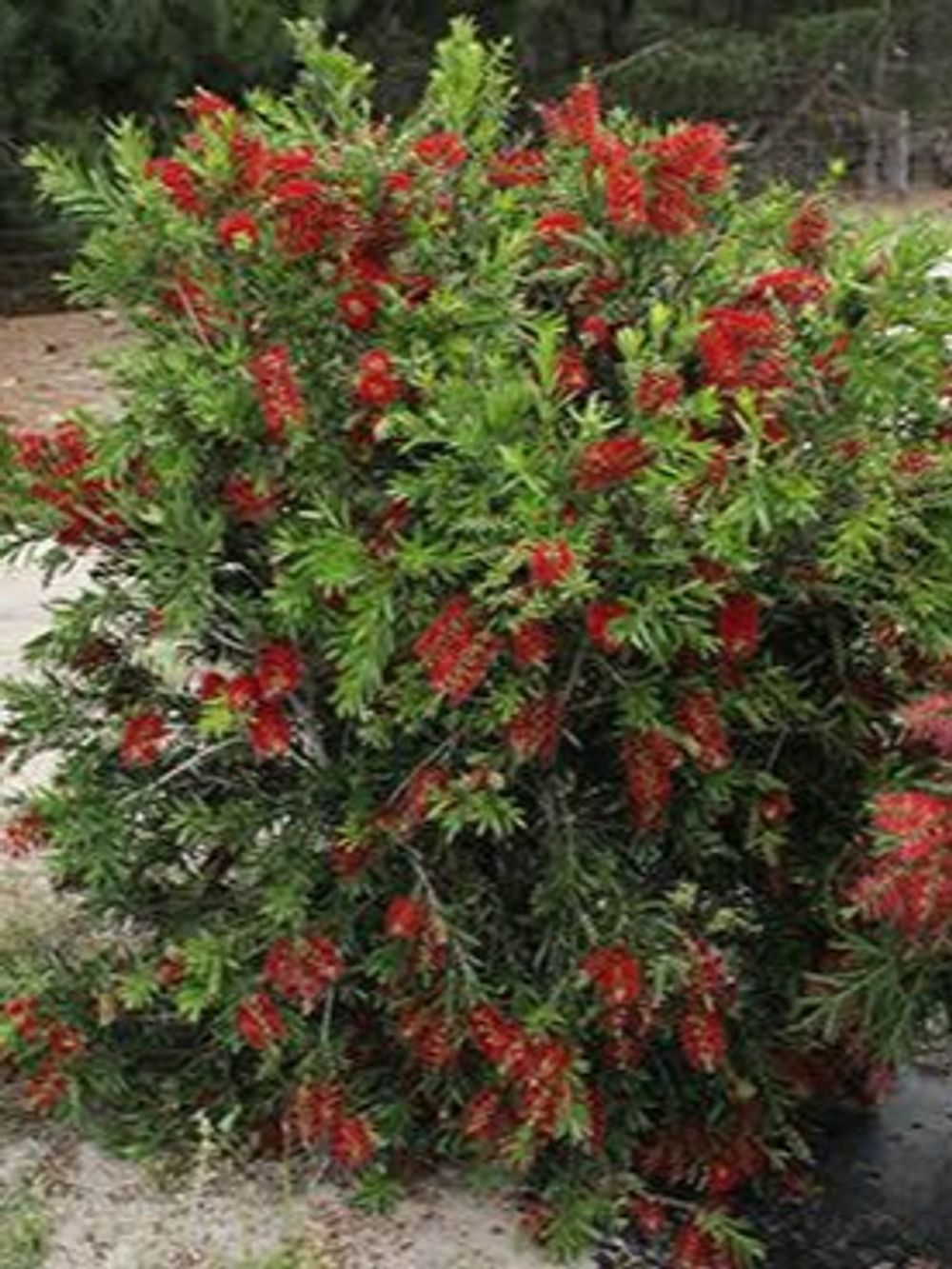 CALLISTEMON MACARTHUR PBR (20CM)
