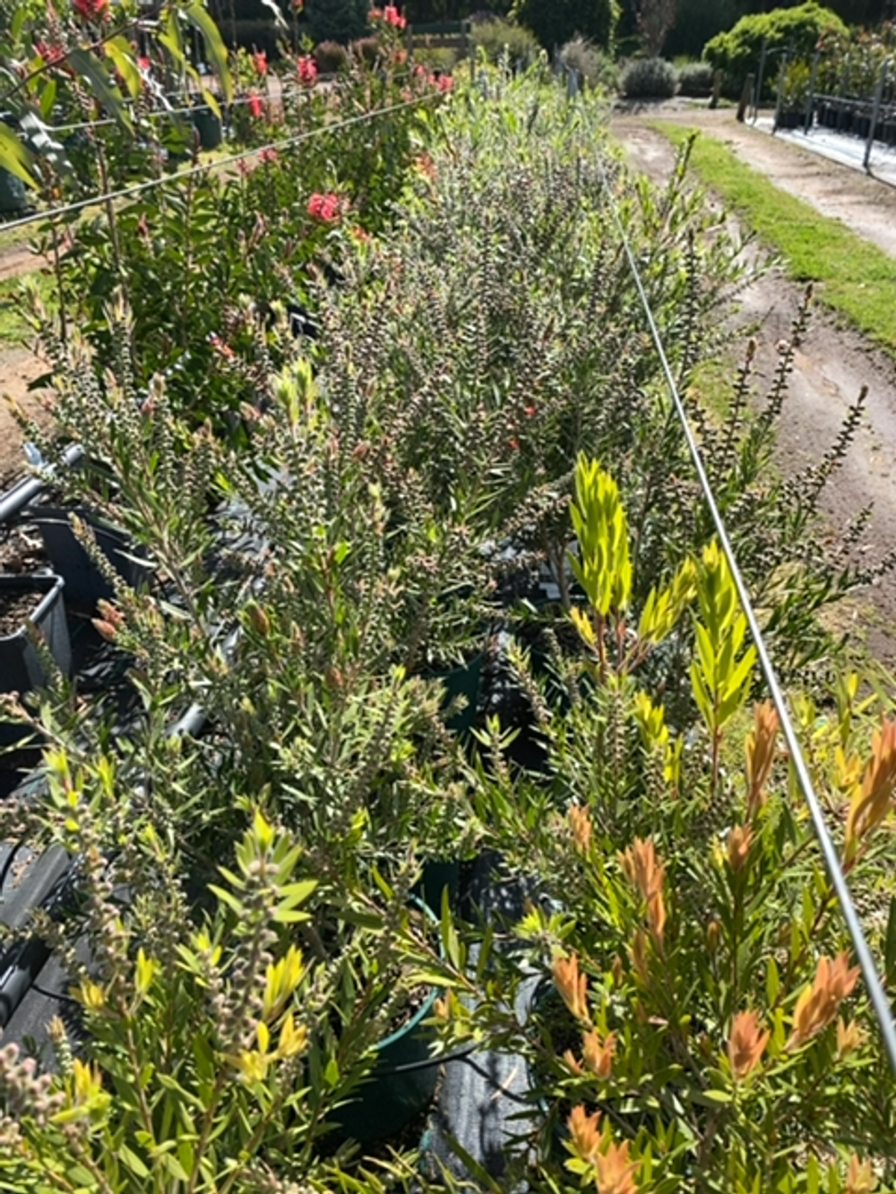 CALLISTEMON SLIM PBR (20CM)