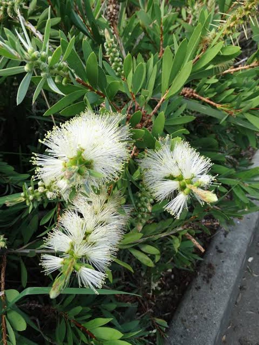 Callistemon White Anzac (20cm)