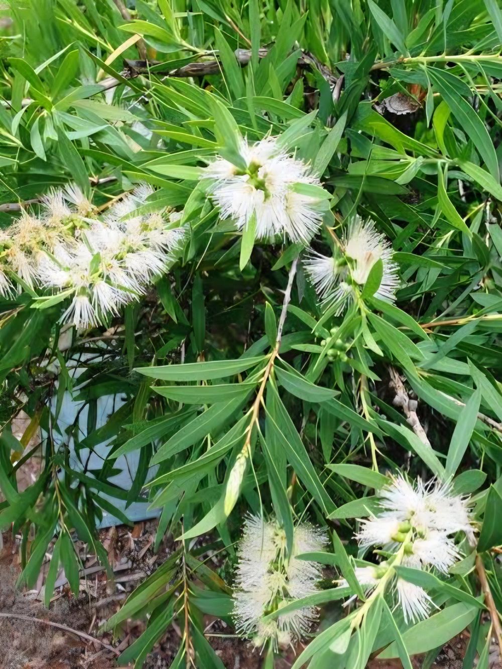 Callistemon viminalis Wilderness White (6lt)
