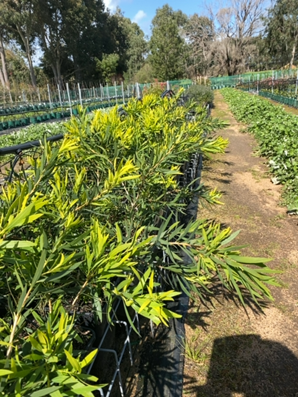 CALLISTEMON WILDERNESS WHITE (6LT)