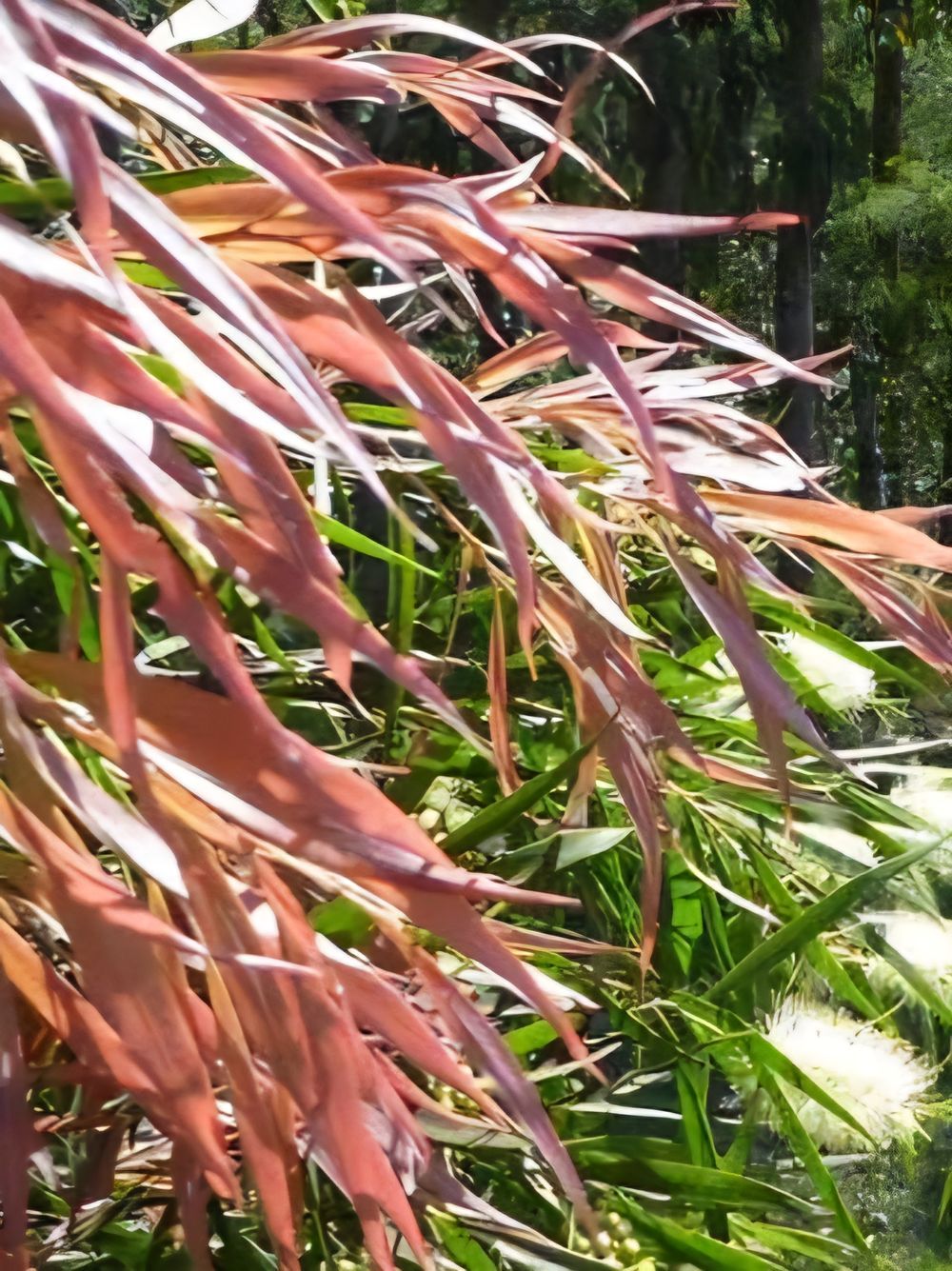 CALLISTEMON SALIGNUS WILLOW BOTTLEBRUSH (35LT)