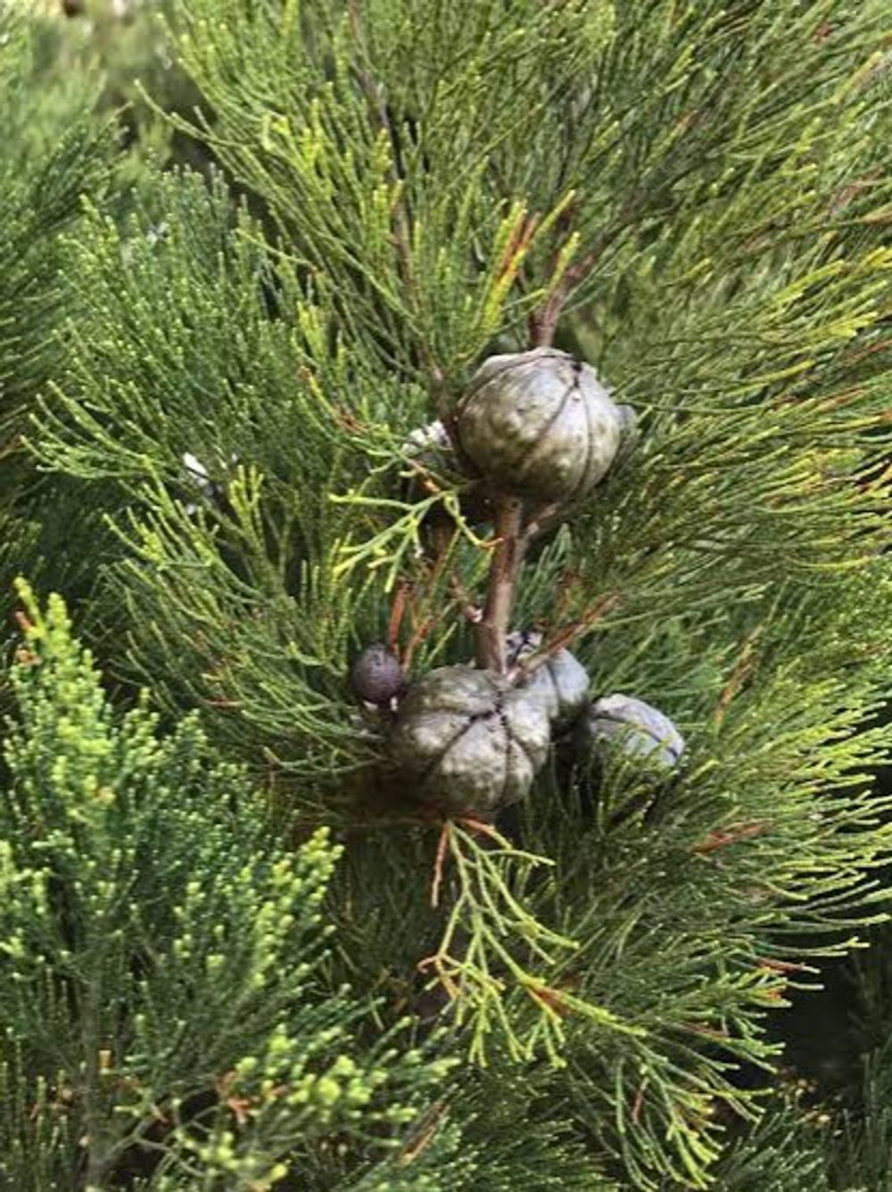 CALLITRIS PREISII ROTTNEST ISLAND PINE (6LT)