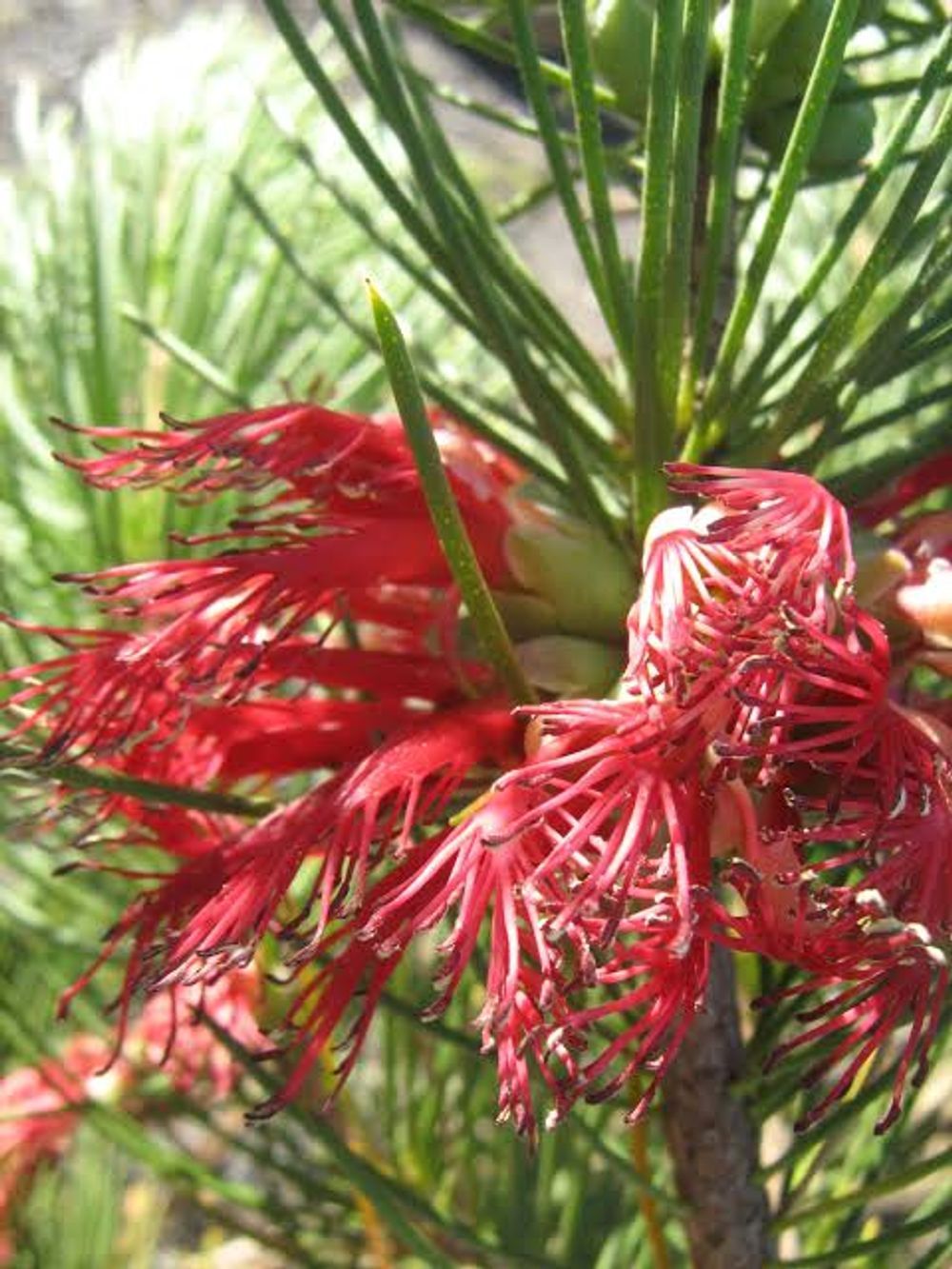 Calothamnus graniticus granite claw flower (20cm)