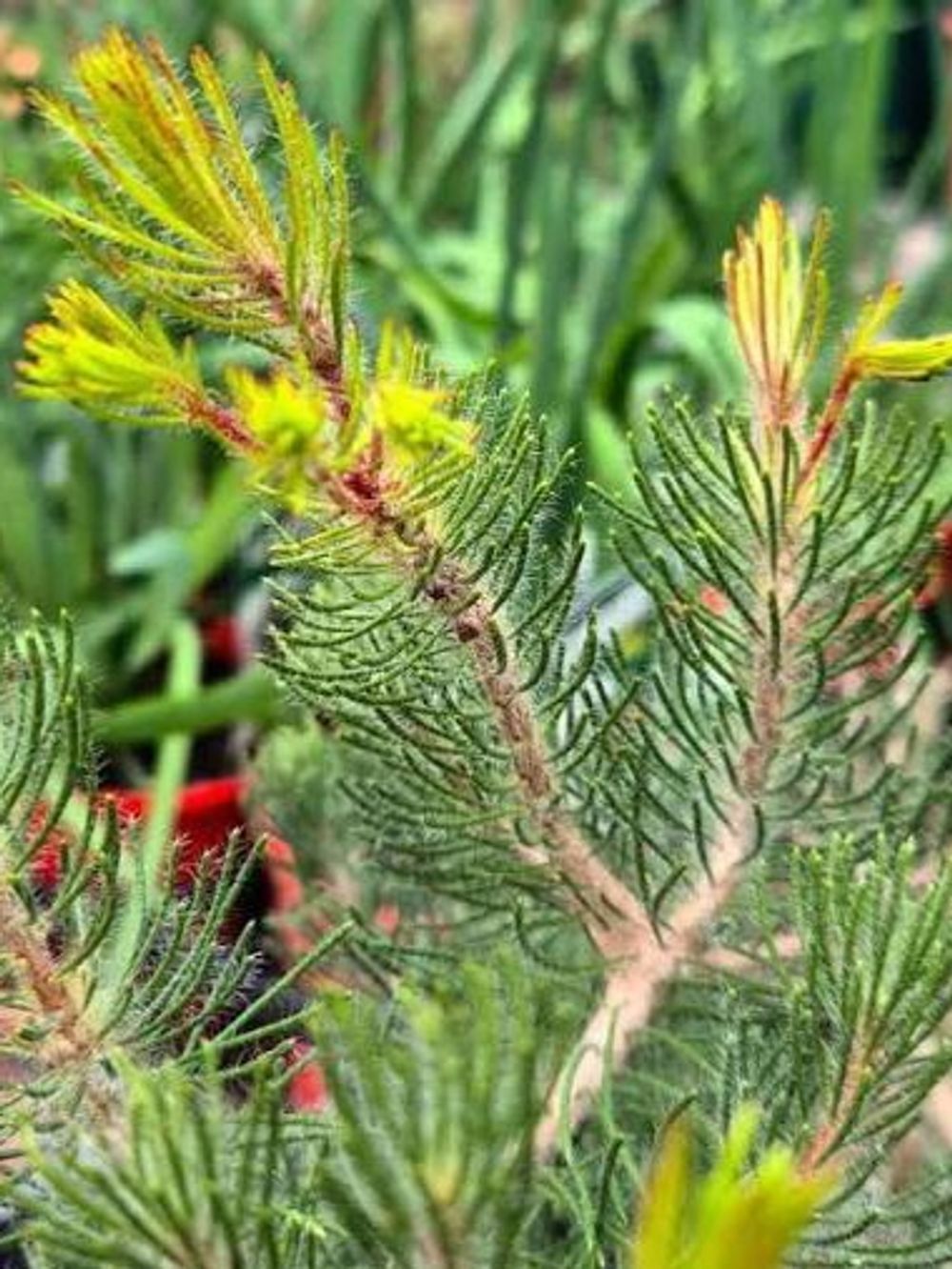 CALOTHAMNUS HIRSUTUS HAWKESWOOD (20CM)