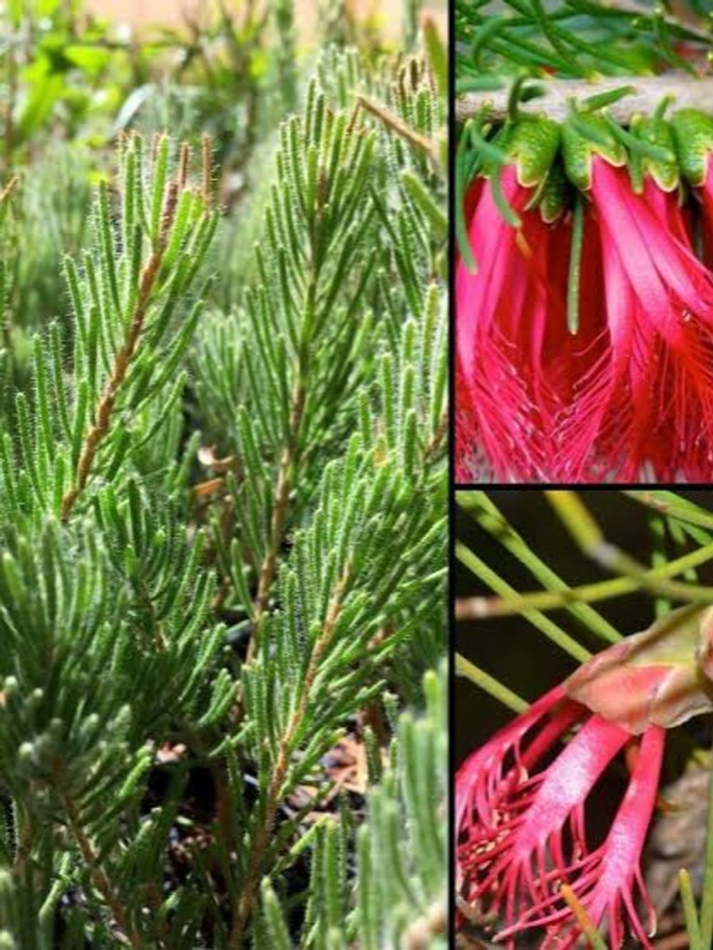 CALOTHAMNUS QUADRIFIDUS NET BUSH (20CM)