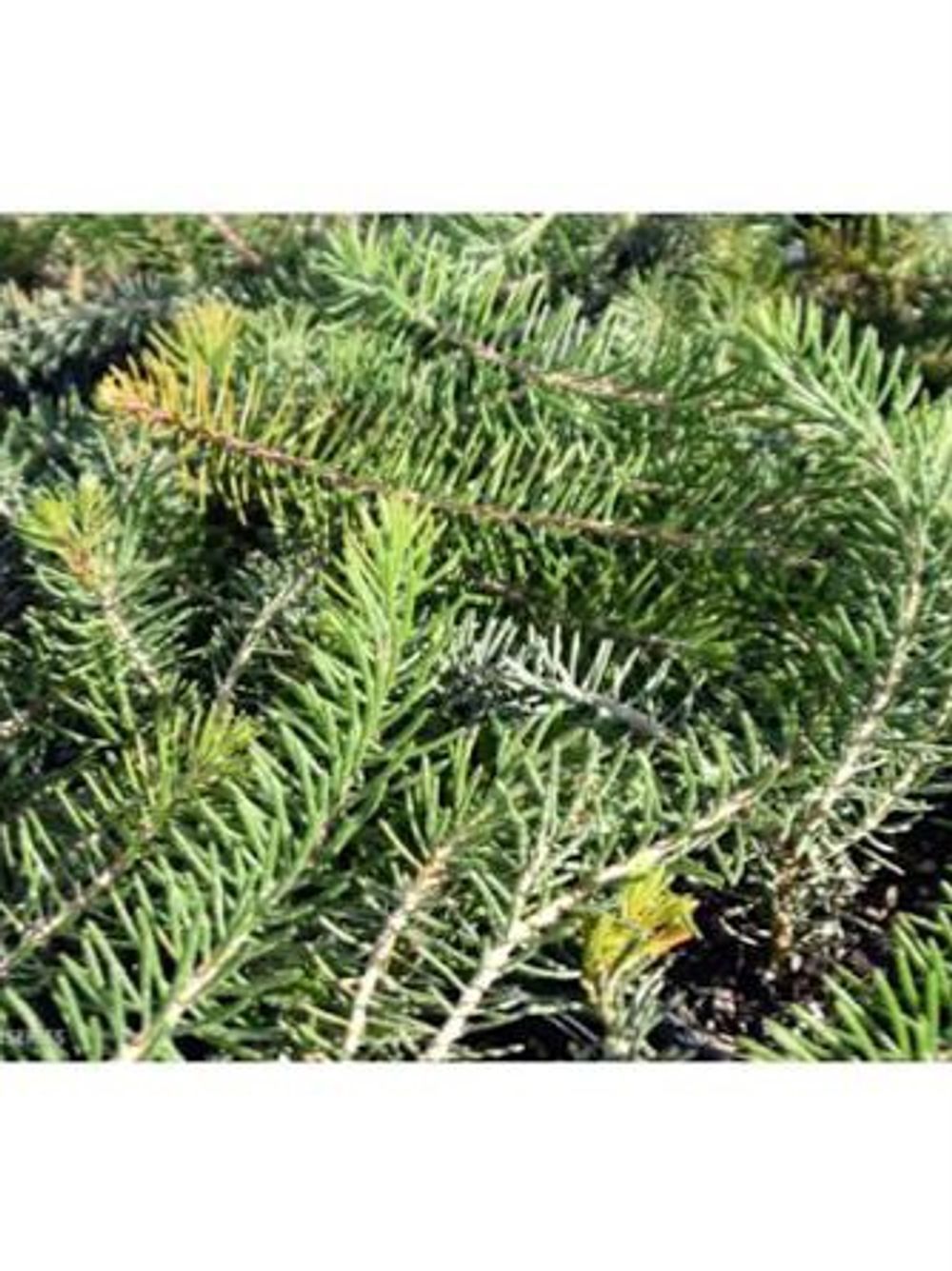 Calothamnus quadrifidus prostrate (20cm)