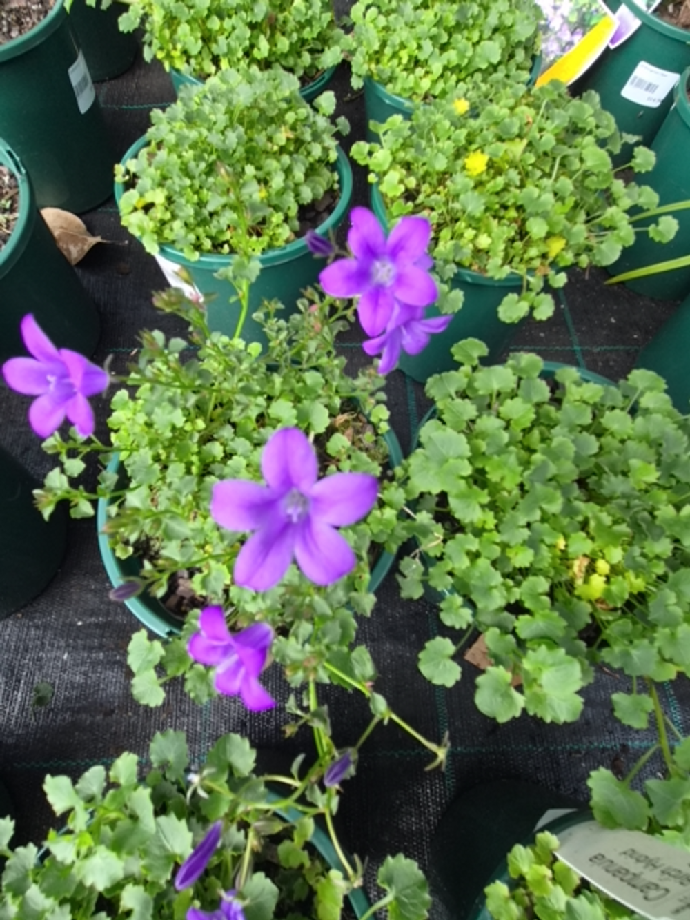 Campanula birch Hybrid Bellflower (14cm)