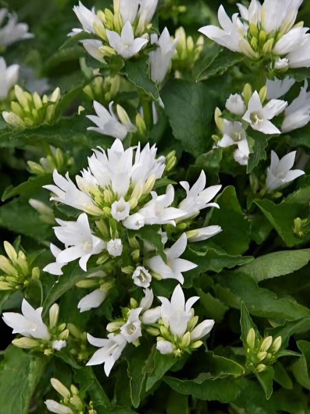 Campanula glomerata Genti White (14cm)