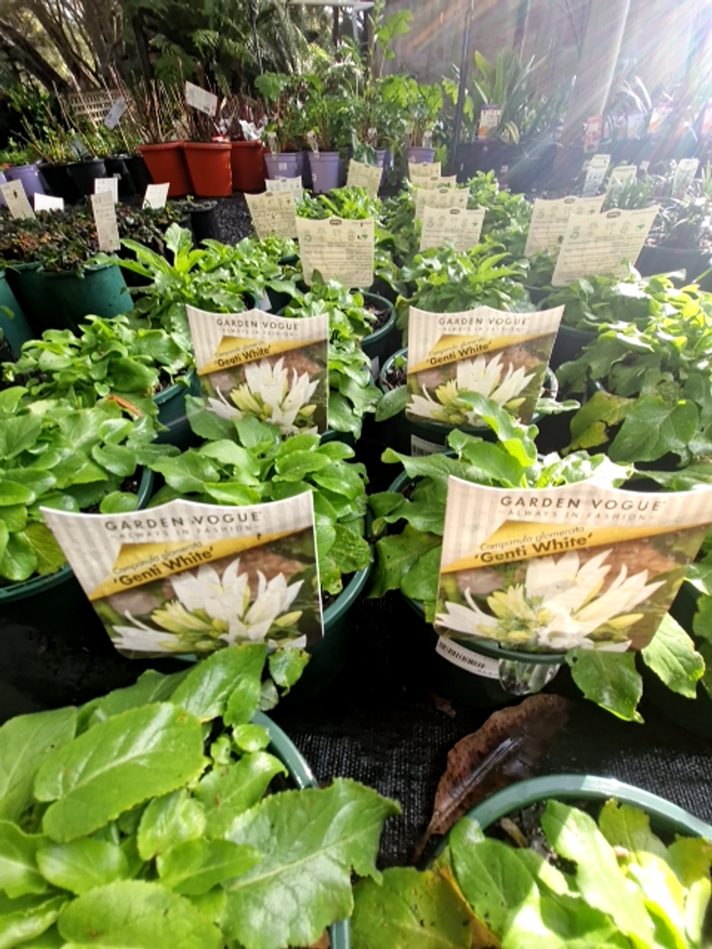 CAMPANULA GENTI WHITE (14CM)