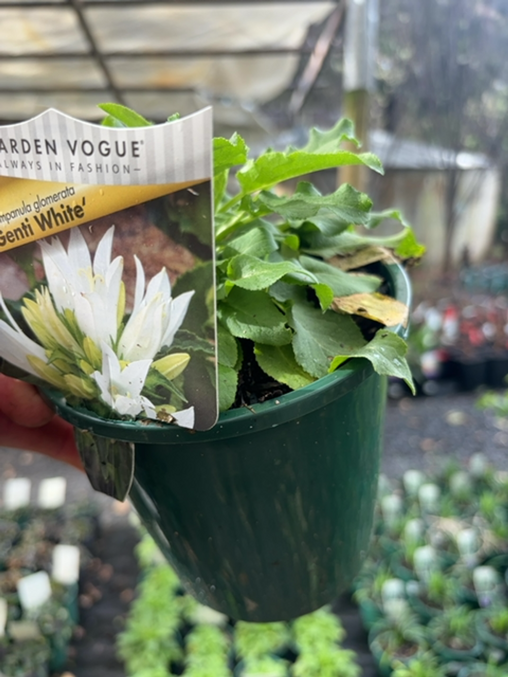 CAMPANULA GENTI WHITE (14CM)