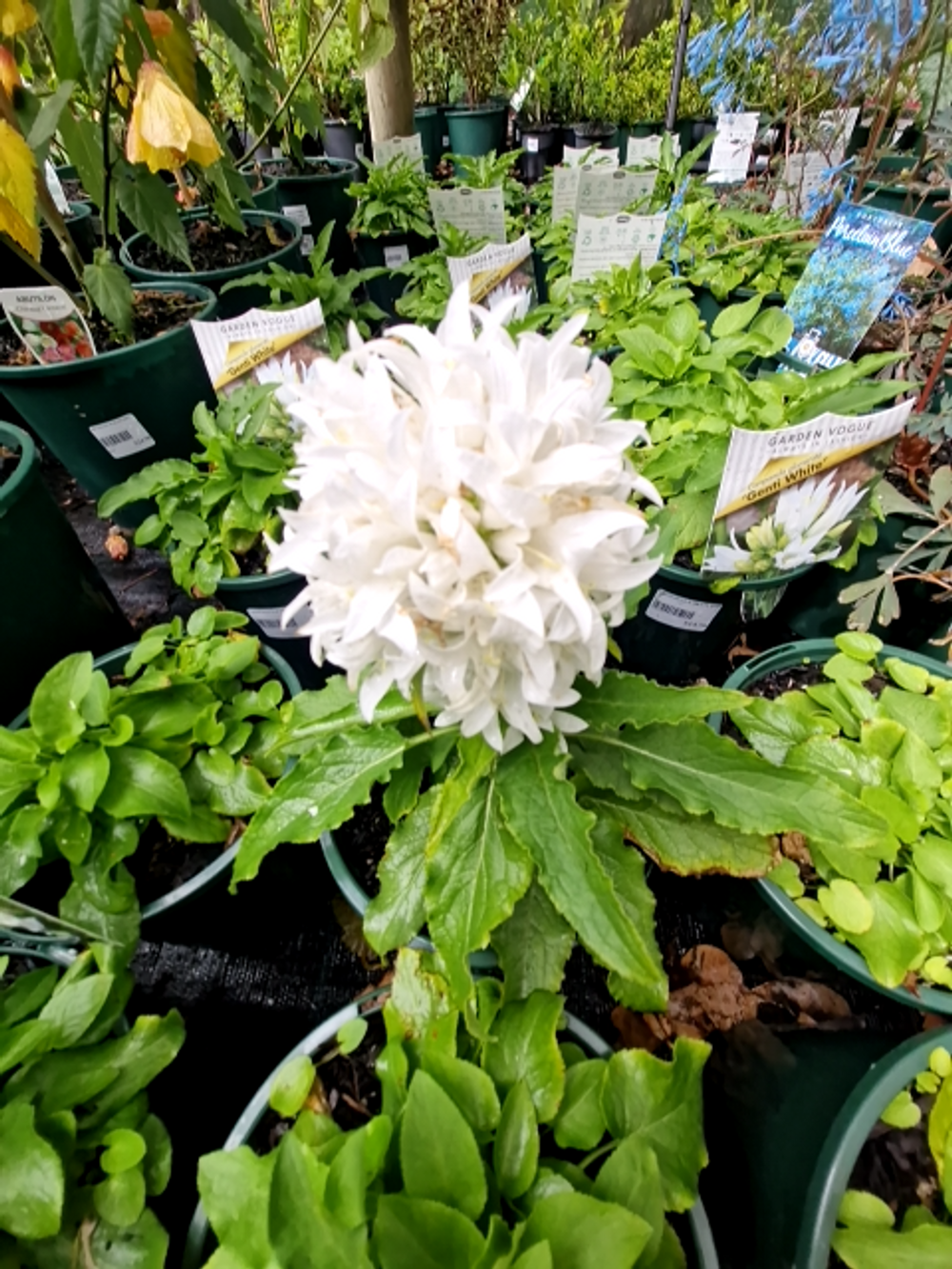 Campanula glomerata Genti White (14cm)