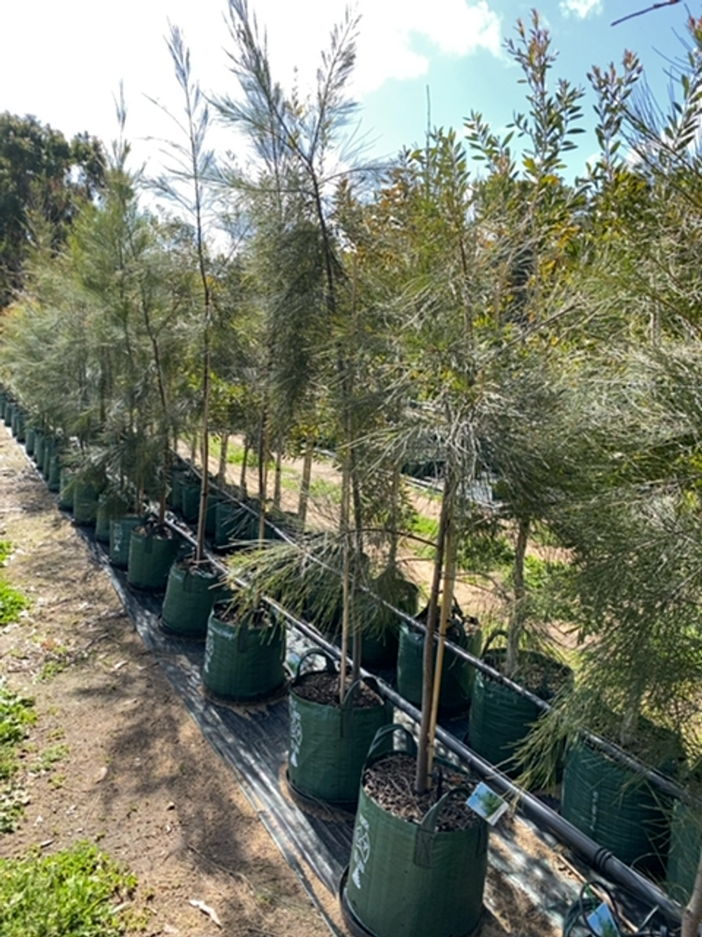 CASUARINA CUNNINGHAMIANNA (35LT)