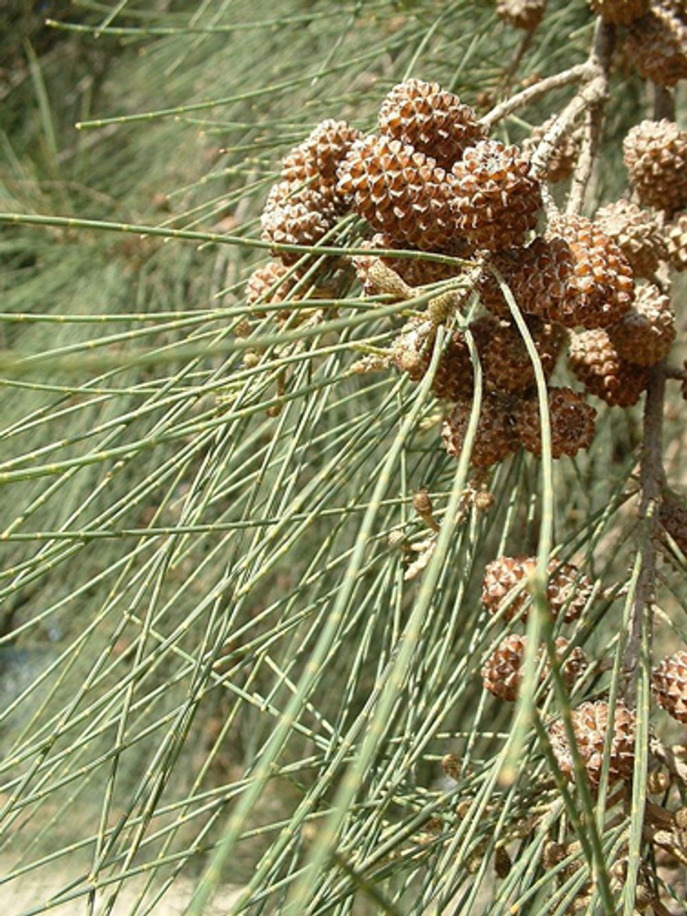 Casuarina cunninghamiana She Oak (6lt)