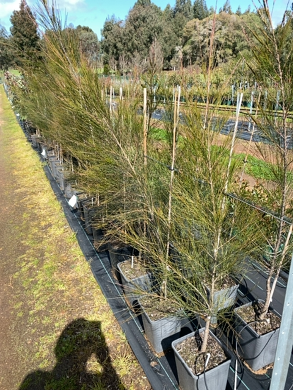 CASUARINA CUNNINGHAMIANNA (6LT)