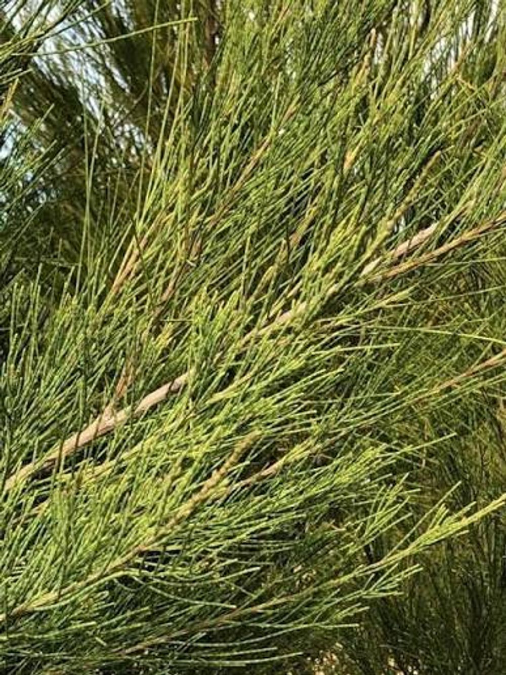 Casuarina equisetifolia Coastal Sheoak (35lt)