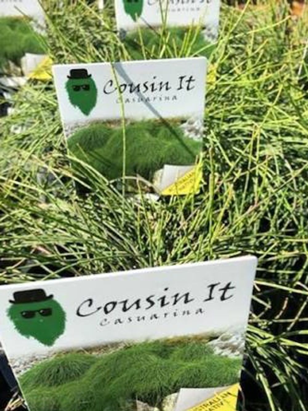 CASUARINA GLAUCA COUSIN IT (14CM)