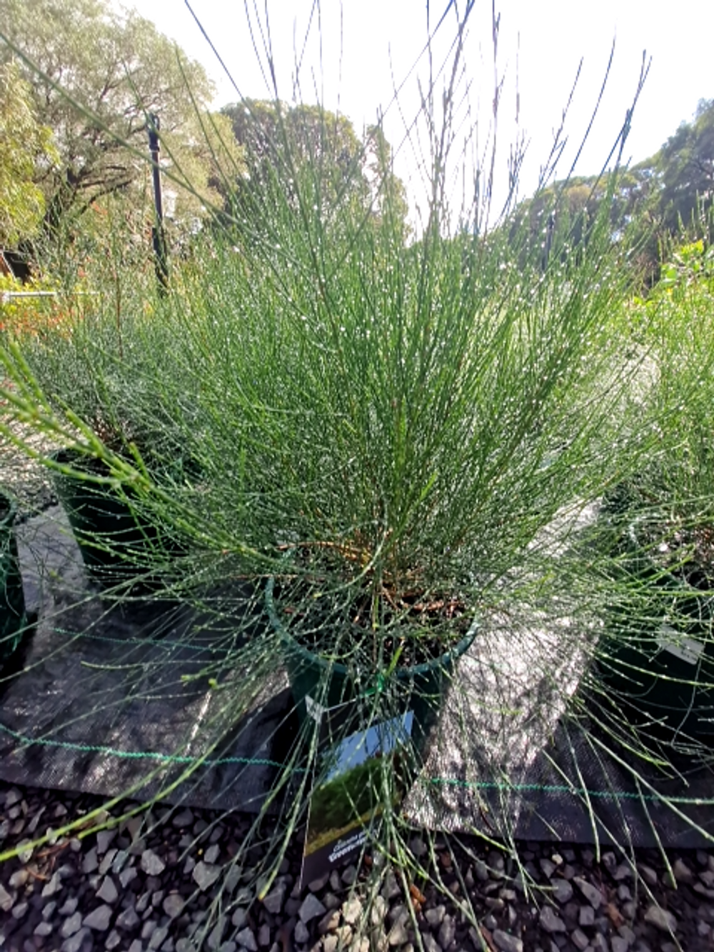 CASUARINA GLAUCA GREEN WAVE (20CM)