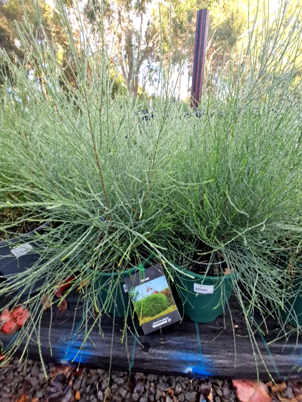 CASUARINA GLAUCA GREEN WAVE (20CM)