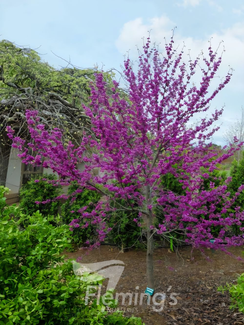 Cercis canadensis Oklahoma (35lt)