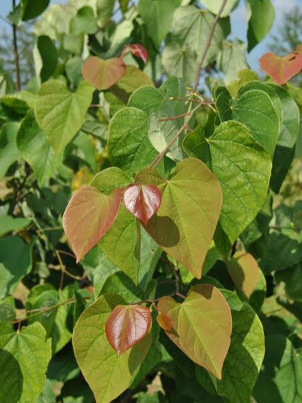 CERCIS CHINENSIS AVONDALE (25LT)