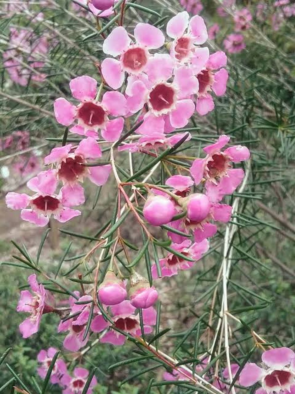 CHAMELAUCIUM CWA PINK (14CM)