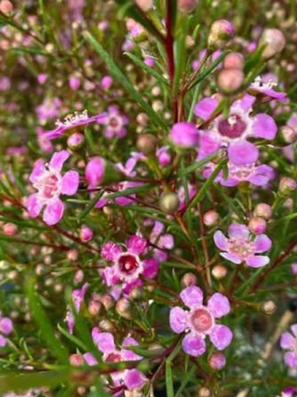 CHAMELAUCIUM UNCINATUM PURPLE PRIDE/GERALDTON WAX (14CM)