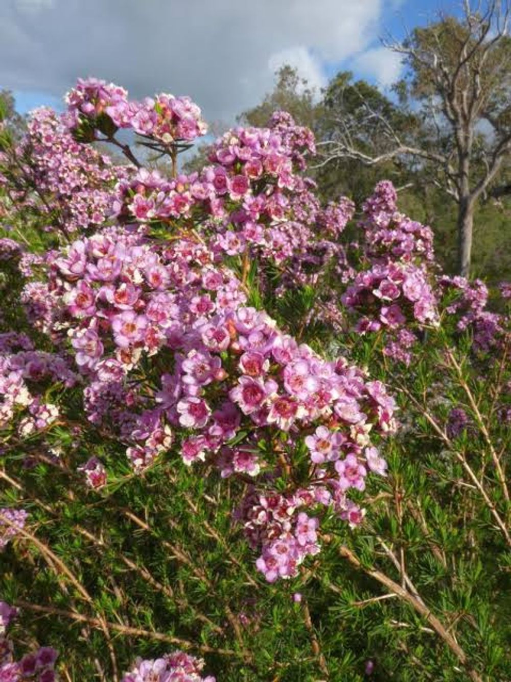 Chamelaucium x verticordia Paddy's Pink (20cm)