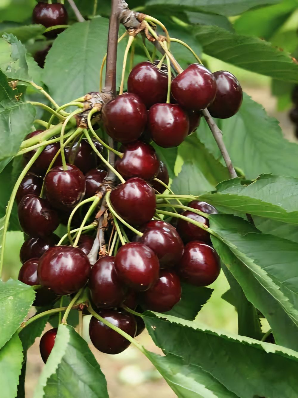 Cherry Lapins (25lt)