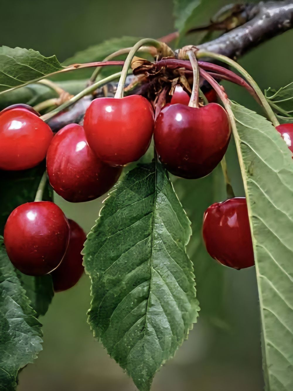 Cherry Morello Sour Cherry (25lt)