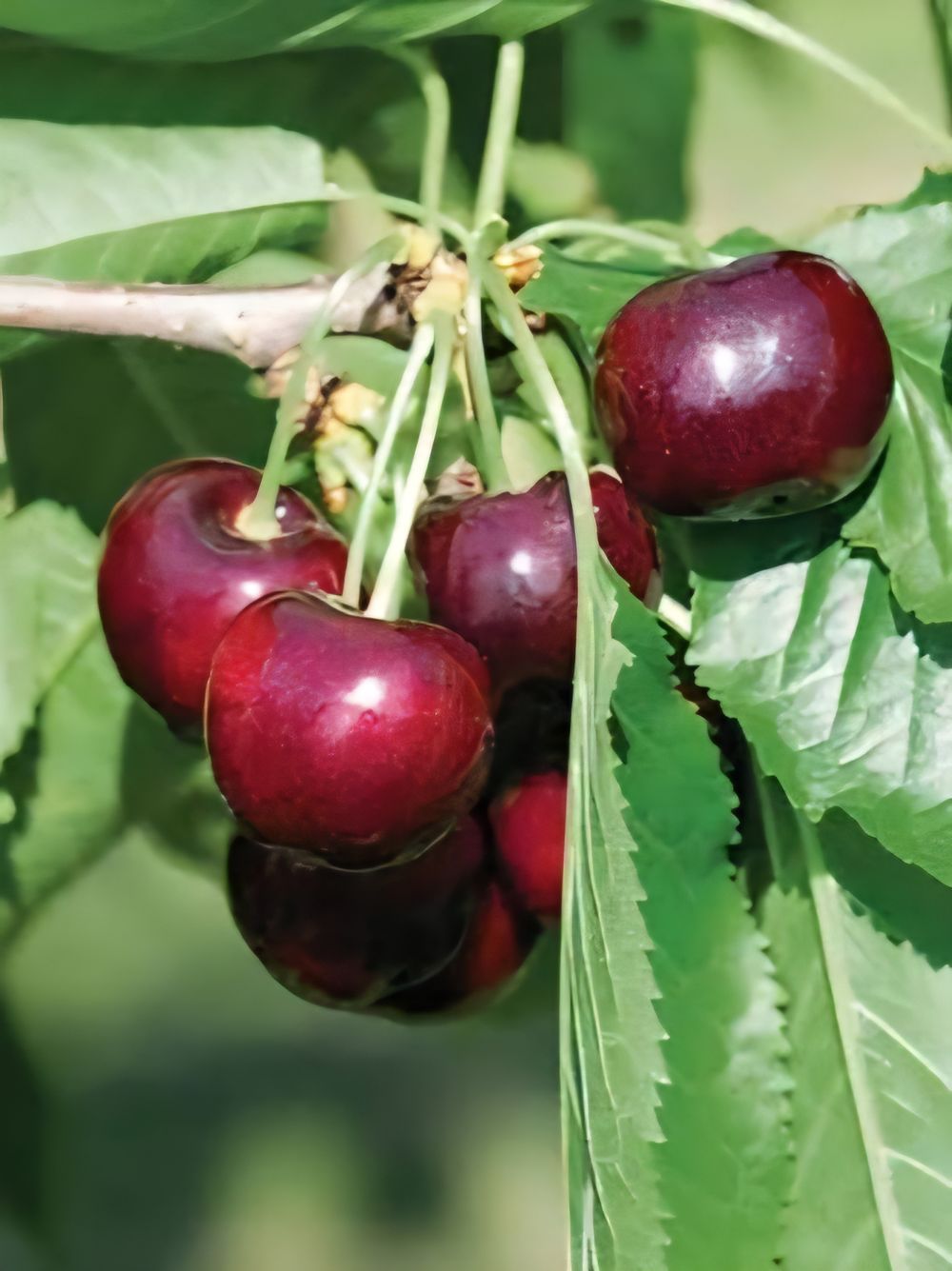 Cherry Stella (25lt)